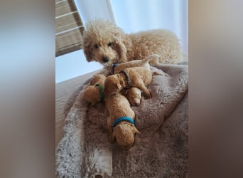 Maltipoo Welpen