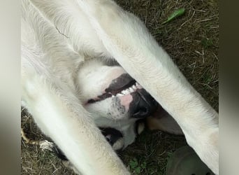 Frodo, bereits auf PS in DE, ist ein echter Hingucker und sucht ein wundervolles Zuhause!