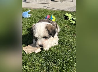 Tibet Terrier Hündin