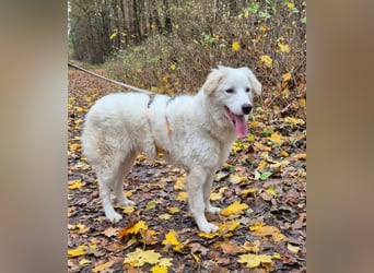 Alain: unkomplizierter Familienhund