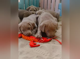 Labrador Aussiedor Welpen  in silber und silber merle aus liebevoller Zucht