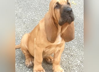 Bloodhound - Chien Saint Hubert