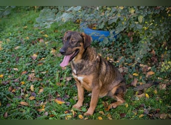 Freddy – Verspielter Entdecker sucht dich
