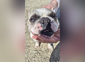 Sultan, unser Knutschgesicht