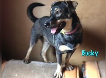 Bucky geb. 12/2021 - lustiger, aktiver und verspielter Outdoor-Begleiter!