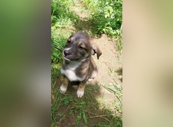 Hundekind „GRACIE“, ausreisebereit Ende Juni 2025, sucht Familie