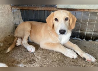Gipsy, geb. ca. 04/2025, lebt in GRIECHENLAND, im städt. Tierheim Serres