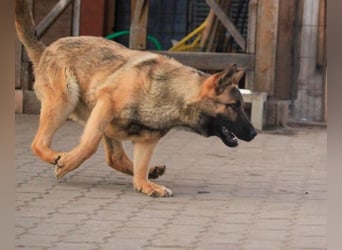 Ivo VI – Kluger, aktiver Malinois-Rüde sucht erfahrenes Zuhause mit Köpfchen
