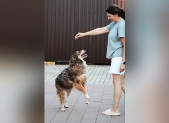 Sanfter Vanja sucht liebevolles Zuhause