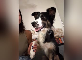 Freya – junge Border-Collie-Dame mit großem Herzen