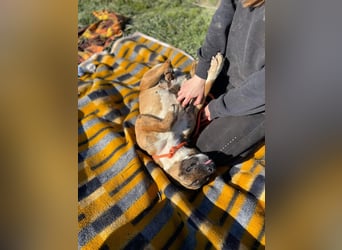 Erszi, Knutschkugel möchte gerne Kuscheln