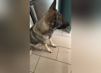 2 liebevolle Schäferhunde suchen ein zu Hause