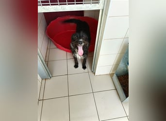 TOMILHO wünscht sich sein Traumkörbchen