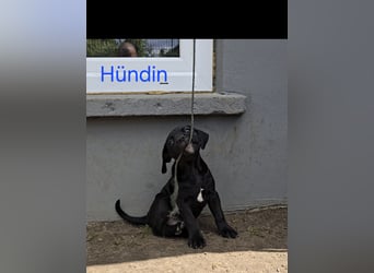 Presa Canario x Cane Corso 