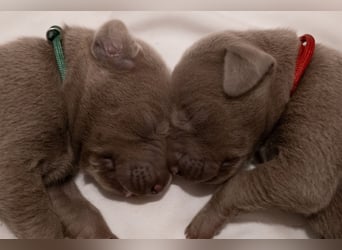 Weimaraner-Mix Welpen aus liebevoller Verpaarung – 12 kleine Wunder suchen ihr Zuhause