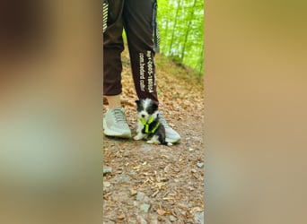 Letzte zwei Welpen – kleine Fellnasen suchen ihre Familie!