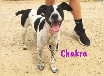 Chakra geb. 01/2025 (ESP) - sympathische und fröhliche Pointer-Bodeguero-Mix Welpin!