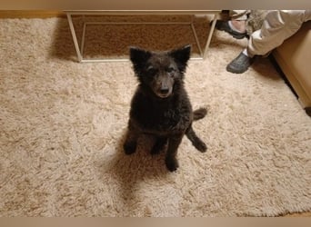 Teddy sucht ihr Happy End (56357 Pohl)