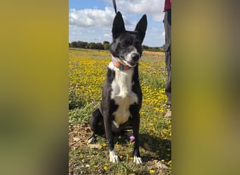 Trixie - auf Ratplatz ausgesetzt