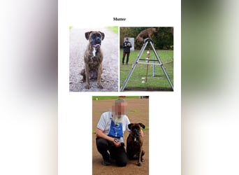Boxer-Welpen von mehrmaligen Teilnehmern der Deutschen Meisterschaften!!!
