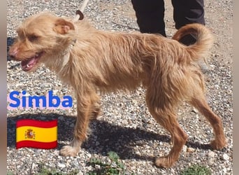 Simba,geb.08/23,süßer Strubbel sucht seine Familie