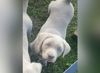 Labrador Welpen in der Farbe Silber mit Ahnentafel!