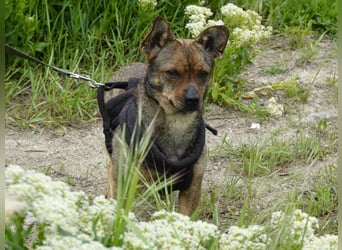 Kleine Gina sucht ein verständnisvolles Zuhause
