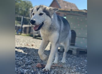 Ruby ein tolles Mädchen