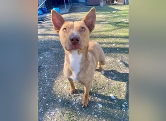 VIKI  ca. 1,5 J. hundeverträgl. Thai Rigdeback-Mix-Hündin sucht
