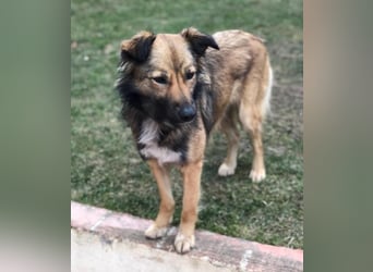 Lassie sucht dringend ein Zuhause