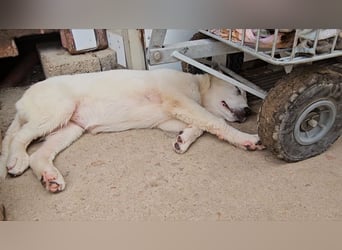 Miracola: kleine Zaubermaus sucht Dich