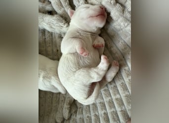 Jack Russell Terrier Welpen mit Papieren