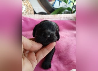 Cockapoo. F1 American Wurfankündigung Juli 2025