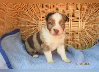 Traumhafte Mini Aussie Welpen, aus seriös. Zucht!