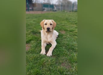 Liebevoller und kerngesunder Labrador Jungrüde in gelb sucht...