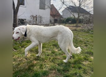 VANCOUVER – großer Herzenshund mit Herdenschutzhund-Seele