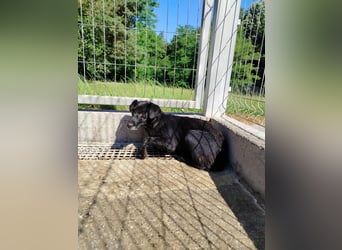 zierliche kleine Terrier Mischlings Hündin Lilly sucht ein Zuhause oder PS