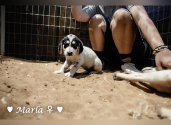 Marla sucht ab  September ein Zuhause