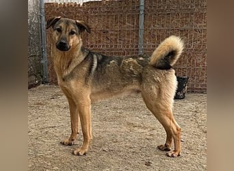 ⭐️WUTZL⭐️, Rüde, 1,5 Jahre, 54 cm, Mischling, Tierschutz