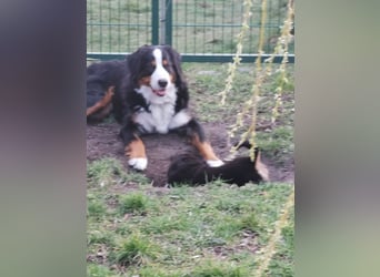 Berner Sennen Welpen