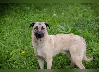 Vito: Junghund sucht ein Zuhause