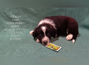 Border Collie-Welpen , black-,choco-,red-white und red-,black-merle