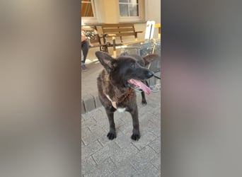 Raven - lieber Anfängerhund in Deutschland