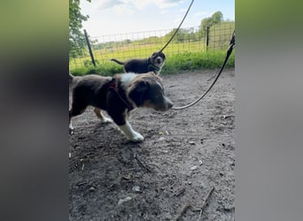 1 kleine Australian Shepherd Hündin( Welpe) braun/redtri (Minimix/Reinrassig)+ Gesundheitszeugnis