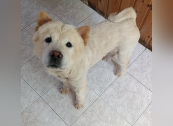 Chow-Chow Mädchen *Natascha* sucht das richtige Zuhause
