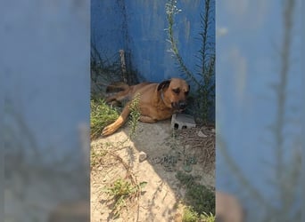 Daisy, familienfreundliche Traumhündin