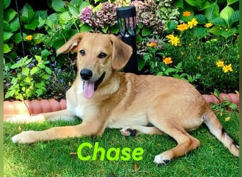 Chase 03/2024 (in Deutschland) - neugieriger und sportlicher Junghund!