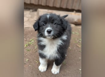 Australian Shepherd Welpen