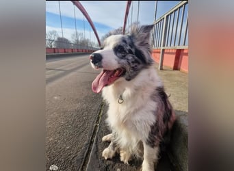 Australian Shepherd Welpen tricolor – Abgabe ab dem 28.05.2025