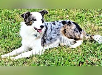 Verkaufe Reinrassige Border Collie Welpen